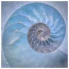 USA, Washington State, Seabeck. Close-up of nautilus shell. Coastal Print